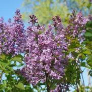 Syringa x. hyacinthiflora 'Scentara Double Blue'