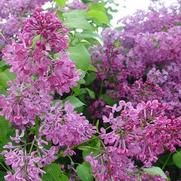 Syringa x. hyacinthiflora 'Pocahontas'