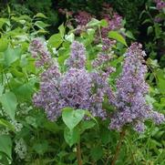 Syringa x. hyacinthiflora 'Royal Purple'