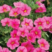 Calibrachoa hybrid 'Pink' Calibrachoa hybrid 'Pink'