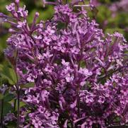 Syringa x. 'Bloomerang Purple' Syringa x. 'Bloomerang Purple'