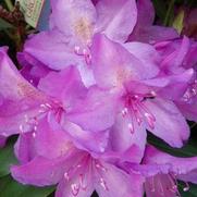 Rhododendron cat. 'Boursault'