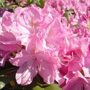 Rhododendron cat. 'English Roseum'