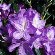 Rhododendron cat. 'Lees Dark Purple'