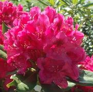 Rhododendron cat. 'Nova Zembla'