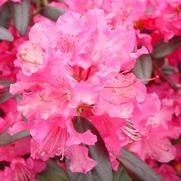 Rhododendron x. hybrid 'Landmark'