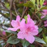 Rhododendron x. hybrid 'Olga Mezitt'