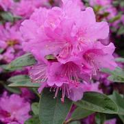 Rhododendron x. hybrid 'PJM Elite'