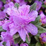 Rhododendron x. hybrid 'Purple Gem'