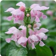 Lamium maculatum 'Pink Pewter' Lamium maculatum 'Pink Pewter'