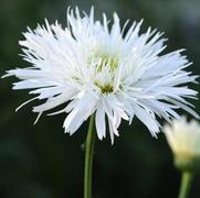 Leucanthemum superbum 'Sante' Leucanthemum superbum 'Sante'