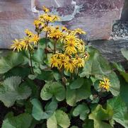Ligularia dentata 'Othello' Ligularia dentata 'Othello'