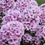 Phlox paniculata 'Bright Eyes'