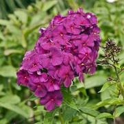 Phlox paniculata 'Nicky' Phlox paniculata 'Nicky'