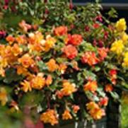 Begonia X Tuberhydrida 'Begonia-Illumination Golden Picotee' Begonia X Tuberhydrida 'Begonia-Illumination Golden Picotee'