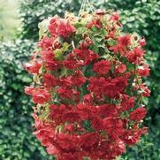 Begonia X Tuberhydrida 'Begonia-Illumination scarlet'