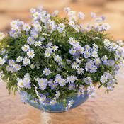 Brachyscome hybrid 'Blue Zephyr' Brachyscome hybrid 'Blue Zephyr'