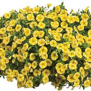 Calibrachoa hybrid 'Lemon Slice' Calibrachoa hybrid 'Lemon Slice'
