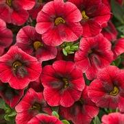 Calibrachoa hybrid 'Pomegranate Punch' Calibrachoa hybrid 'Pomegranate Punch'