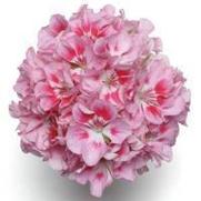 Geranium Zonal 'Allure Light Pink' Geranium Zonal 'Allure Light Pink'