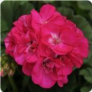 Geranium Zonal 'Dynamo Purple' Geranium Zonal 'Dynamo Purple'