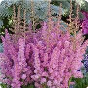 Astilbe chinensis 'Little Vision in Pink'