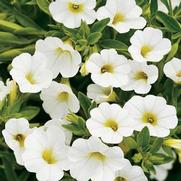 Calibrachoa hybrid 'White' Calibrachoa hybrid 'White'