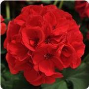 Geranium Zonal 'Dynamo Red'