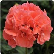 Geranium Zonal 'Dynamo Salmon'