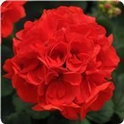 Geranium Zonal 'Dynamo Scarlet'