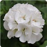 Geranium Zonal 'Dynamo White'