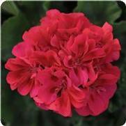 Geranium Zonal 'Fantasia Cranberry Sizzle'