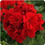 Geranium Zonal 'Fantasia Dark Red'