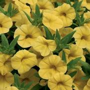 Calibrachoa hybrid 'Yellow' Calibrachoa hybrid 'Yellow'