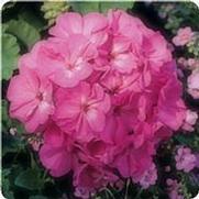 Geranium Zonal 'Fantasia Shocking Pink'