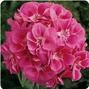 Geranium Zonal 'Fantasia Strawberry Sizzle'