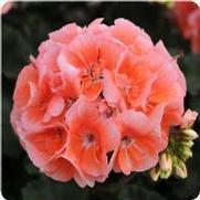 Geranium Zonal 'Presto Light Salmon' Geranium Zonal 'Presto Light Salmon'