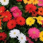 Gerbera jamesonii 'Mega Revolution Select Mixture' Gerbera jamesonii 'Mega Revolution Select Mixture'