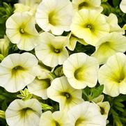 Calibrachoa hybrid 'Yellow Chiffon' Calibrachoa hybrid 'Yellow Chiffon'