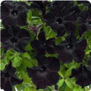 Petunia hybrid 'Black Magic'