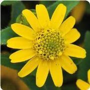 Sanvitalia procumbens 'Tsavo Yellow Ice Sanvitalia' Sanvitalia procumbens 'Tsavo Yellow Ice Sanvitalia'