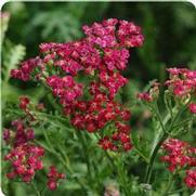 Achillea millefolium 'New Vintage Red'