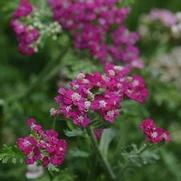 Achillea millefolium 'New Vintage Violet'