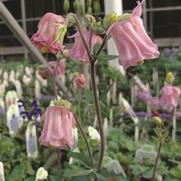 Aquilegia vulgaris 'Carol Ann'