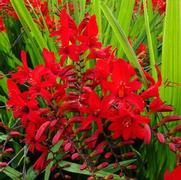 Crocosmia x. 'Lucifer'