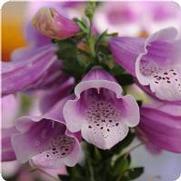 Digitalis purpurea 'Dalmatian Rose'