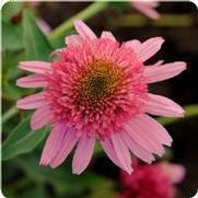 Echinacea purpurea 'Double Scoop Bubble Gum' Echinacea purpurea 'Double Scoop Bubble Gum'