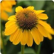 Echinacea purpurea 'Sombrero Lemon Yellow'