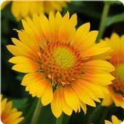 Gaillardia grandiflora 'Mesa Peach' Gaillardia grandiflora 'Mesa Peach'