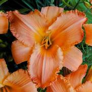 Hemerocallis hybrid 'New Tangerine Twist'